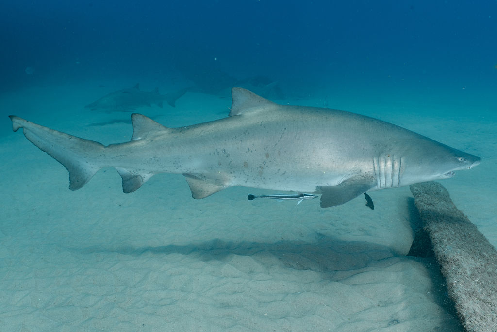 db3e62d8-9c87-4698-ae17-9b29cd47151a