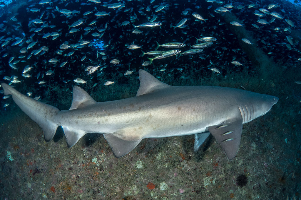 554c73fe-685c-483a-a3c9-0b0b6708076b