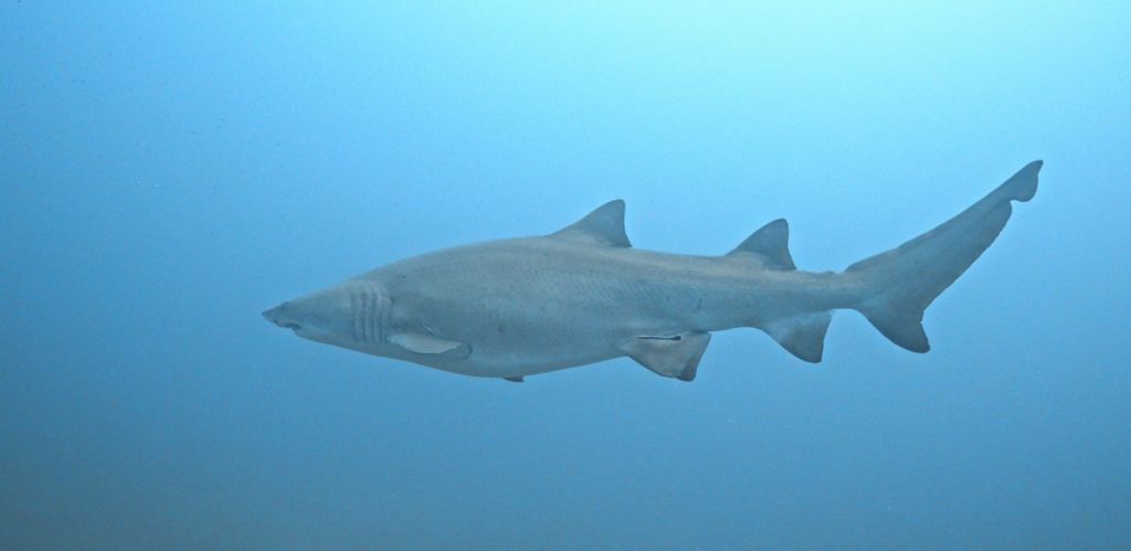 78ee2270-75ea-42b1-96f0-4ab4379c8173