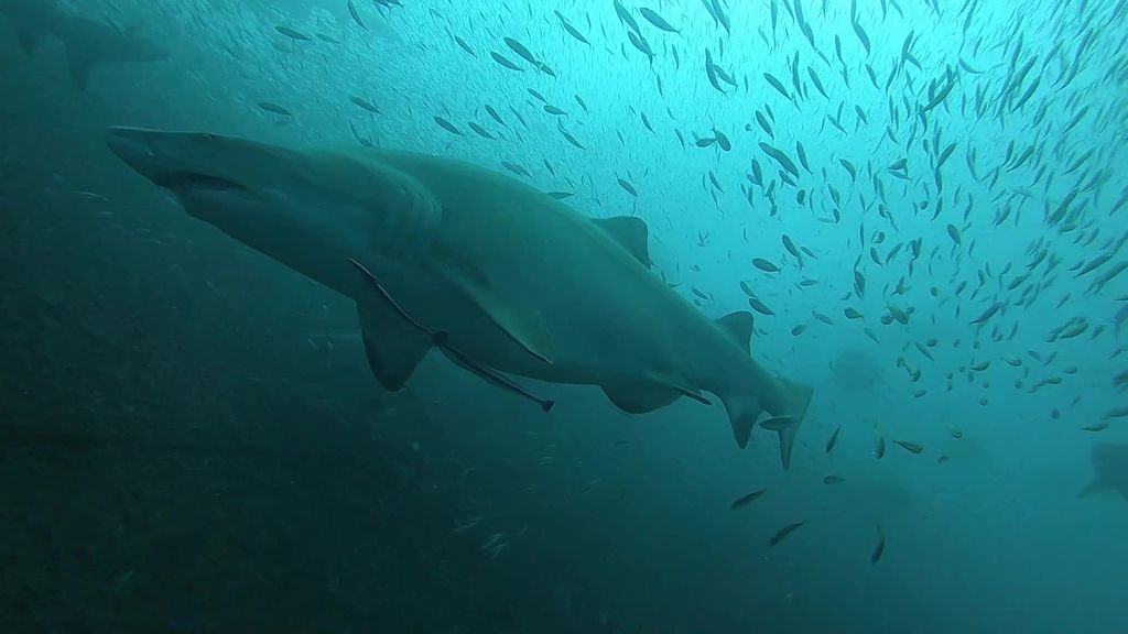 343d4380-7fb2-48d2-af22-b47e75676e53