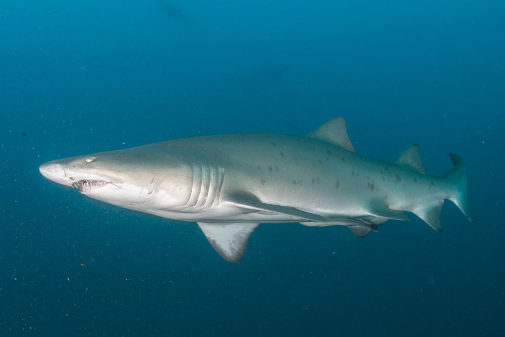 7decd260-0239-44fc-ad38-df42b81d67d7