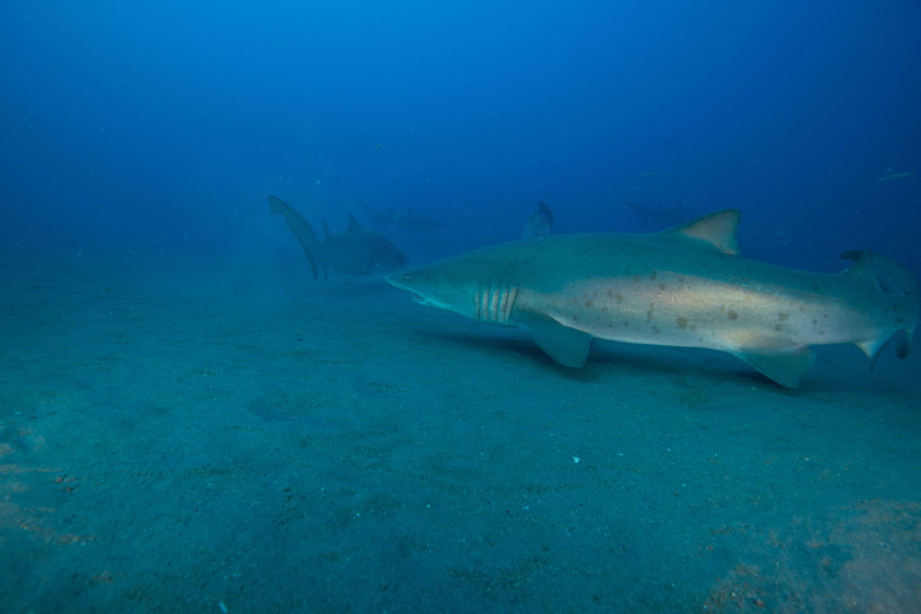 f72417fb-a3c3-4bf2-a8e5-6da866b0ebb6