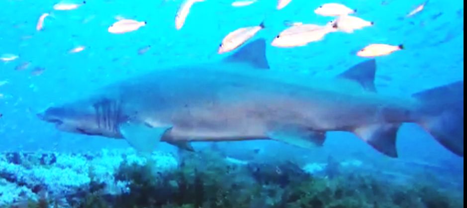 9ab91475-8866-4ac8-bde3-ba7bee14d9ec