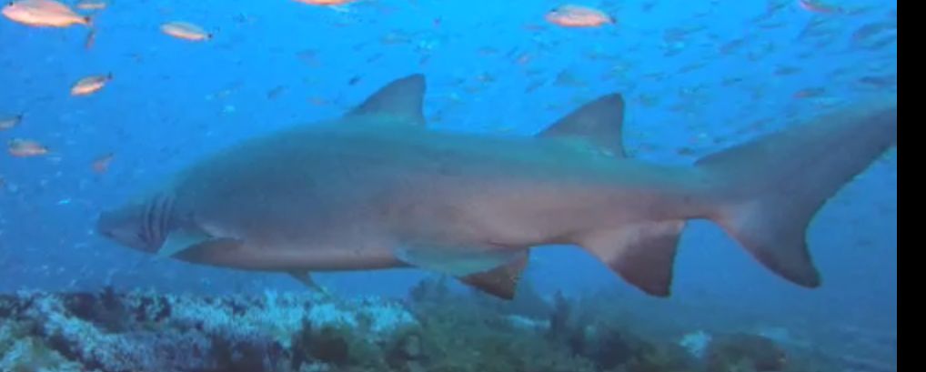 9ab91475-8866-4ac8-bde3-ba7bee14d9ec