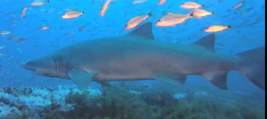 9ab91475-8866-4ac8-bde3-ba7bee14d9ec