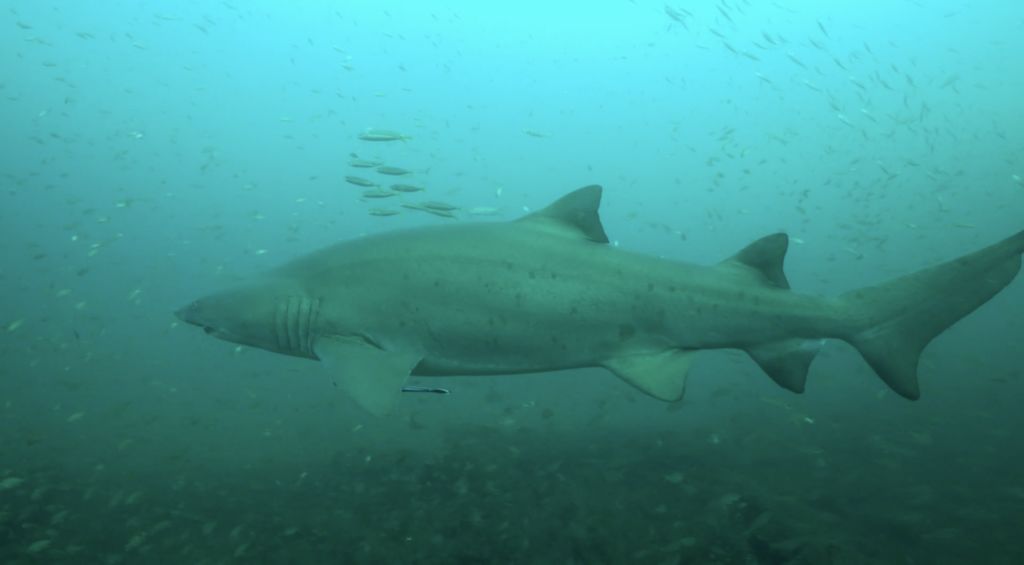 9536e7a5-fb99-4d64-9595-20d683d8f10c