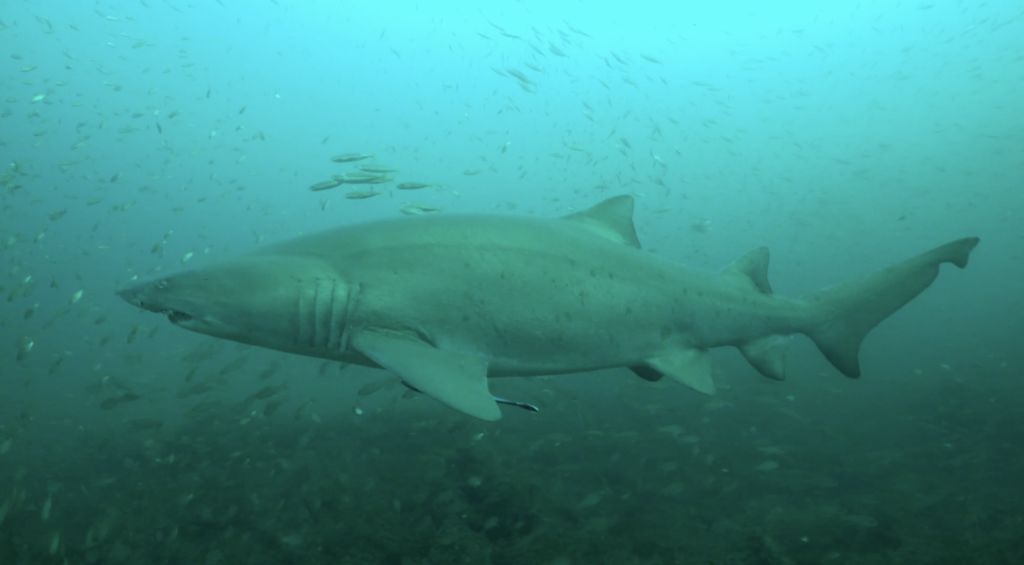 9536e7a5-fb99-4d64-9595-20d683d8f10c