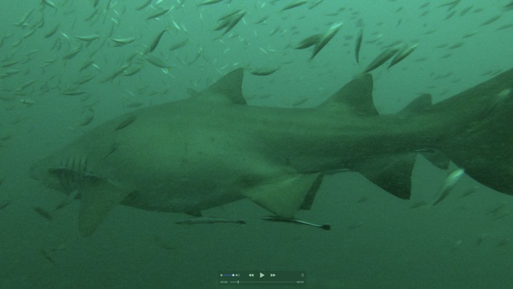 10095a3d-a1e4-44b3-bf27-c7307e67774a