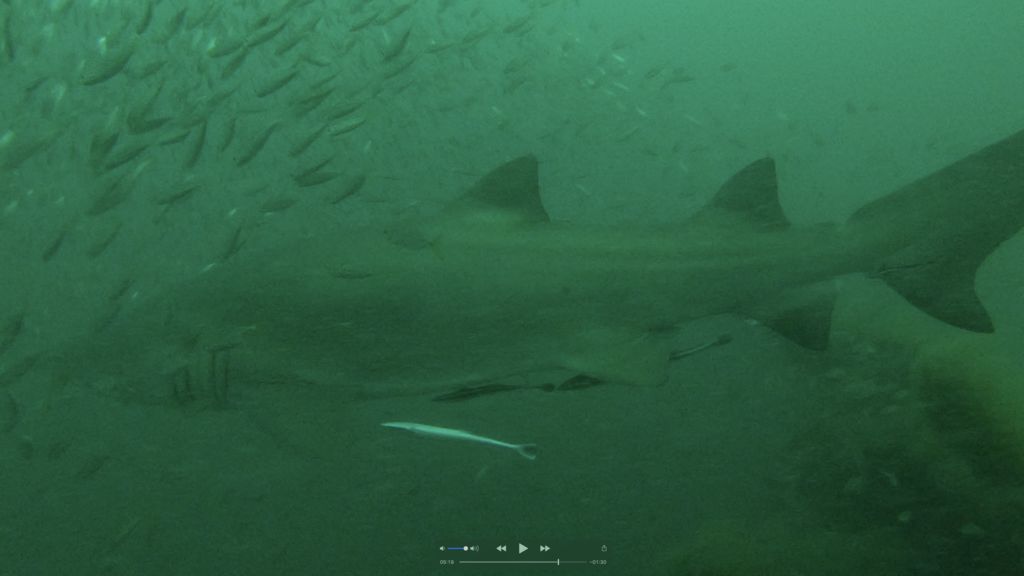 10095a3d-a1e4-44b3-bf27-c7307e67774a