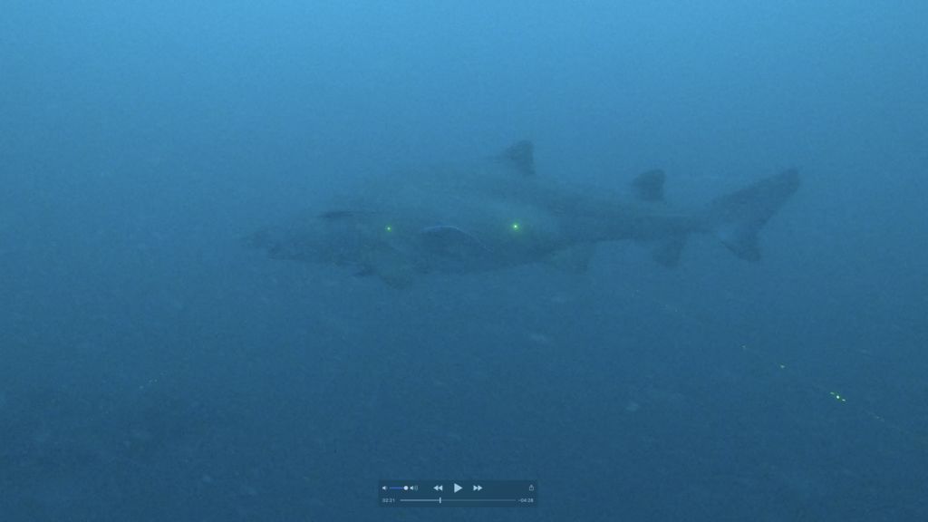 10095a3d-a1e4-44b3-bf27-c7307e67774a