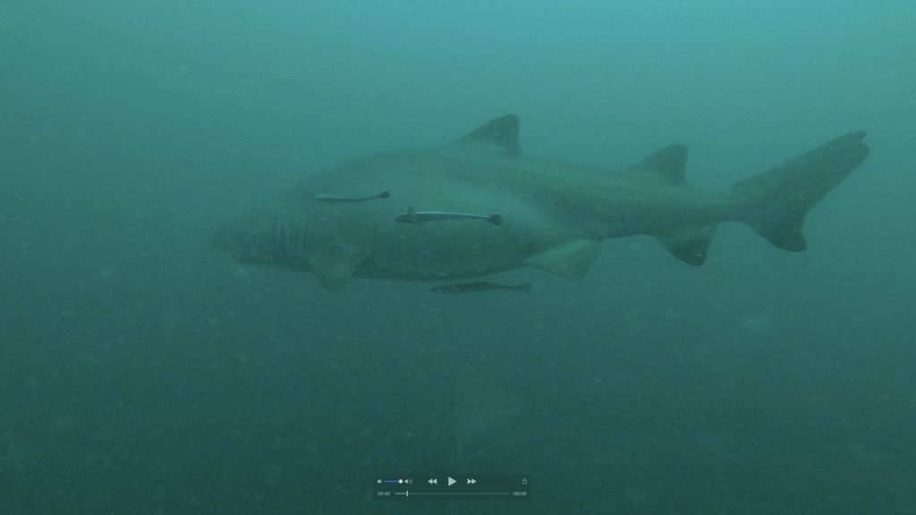 10095a3d-a1e4-44b3-bf27-c7307e67774a