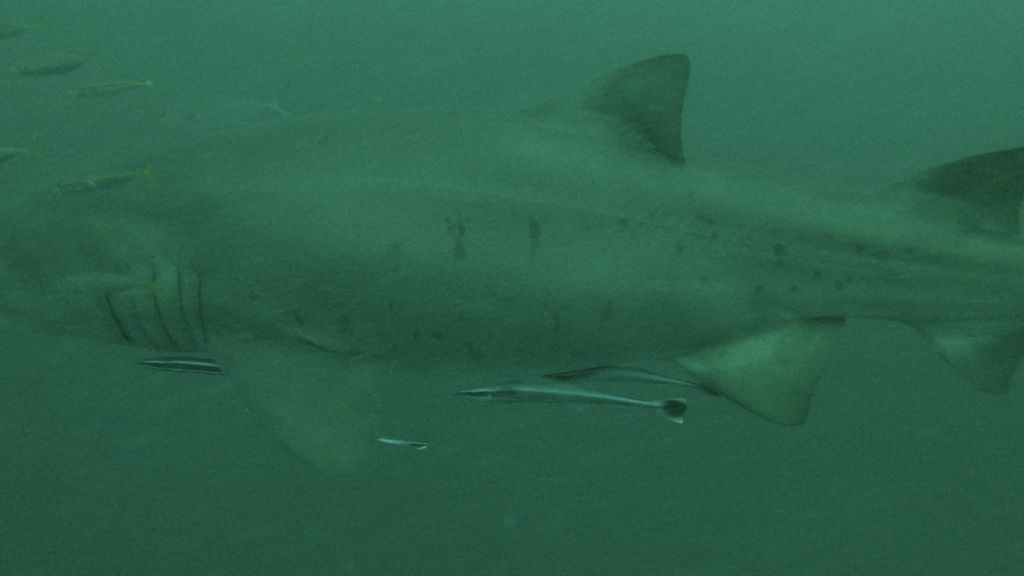 10095a3d-a1e4-44b3-bf27-c7307e67774a