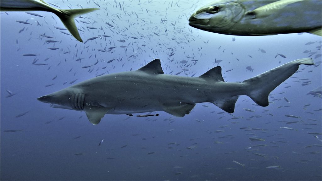 cb050d89-bc78-4d71-a8d5-41237800bc1a