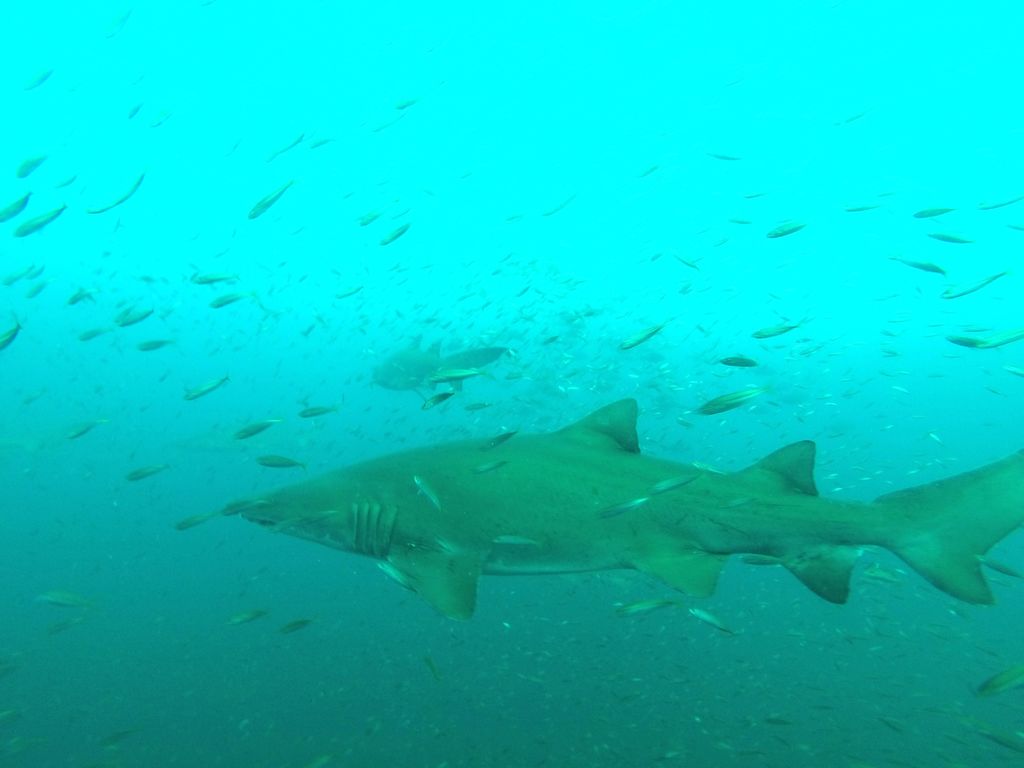 0e0aeebf-d966-4d00-83dd-2ee34d4c472f