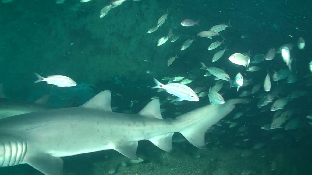 0c2626bc-cd66-44cc-bae0-14221e5d89f0