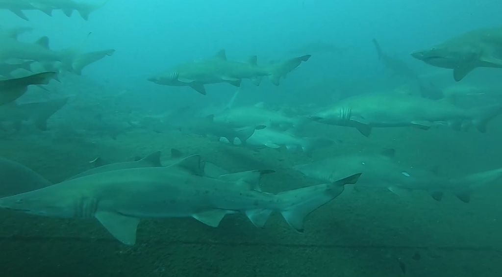 eec60190-6455-49db-801a-4c86011ed9f7