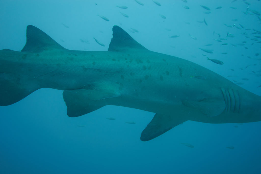 4d4a902f-3b6f-4e14-9dea-4b4c486977f9