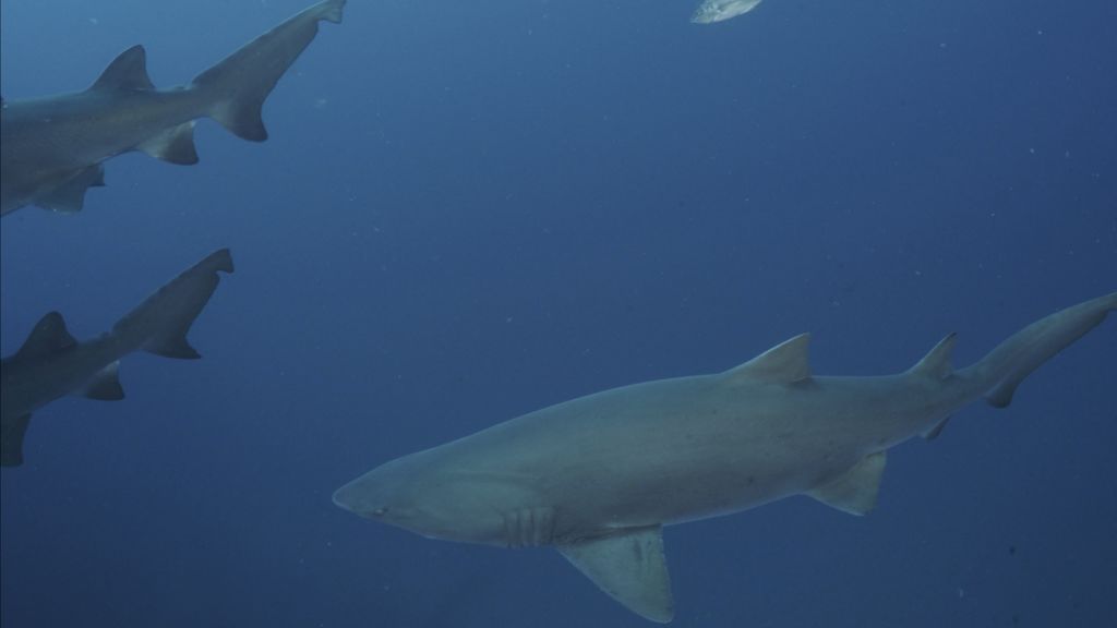 ecab5d0b-13cf-462c-a267-775226e99112