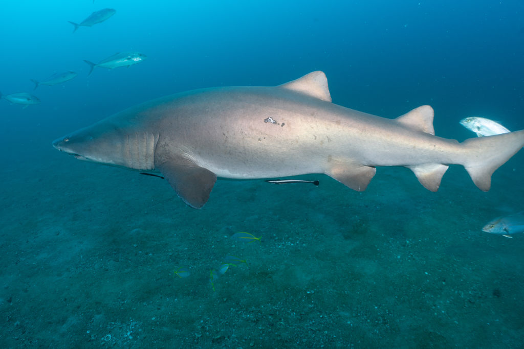 e253faf3-1b25-4302-a3bd-185c555ff33f