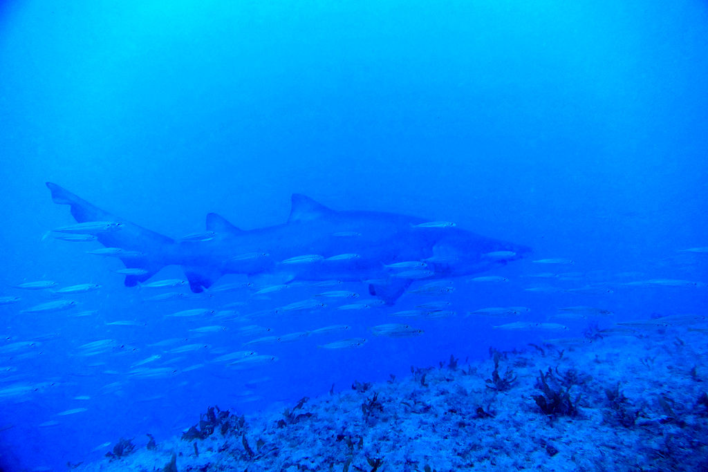 a459bde0-3159-46ae-bde7-8463d3c2ef8e