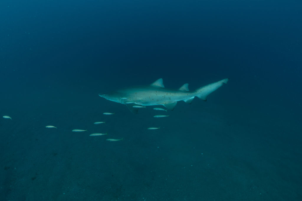 0bfb0beb-85d7-4e1b-98ee-8b870d90abe8