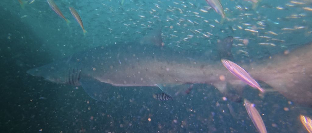 f4295389-ff9f-4cb5-8775-ff78cbfc4816