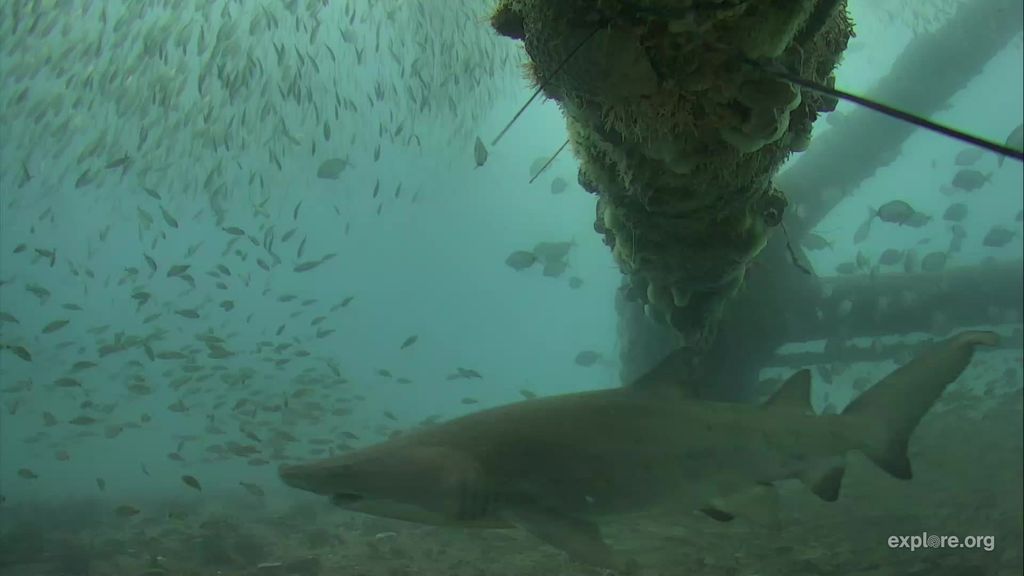 8f639581-27af-4db8-be8f-4848ecf671c7