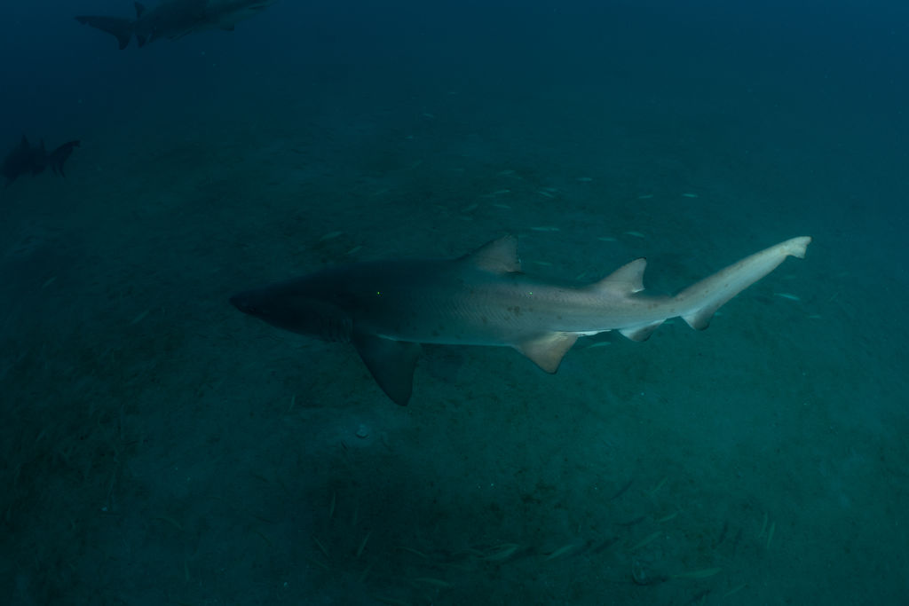 bc31e226-173f-4244-a094-a35132706b9b