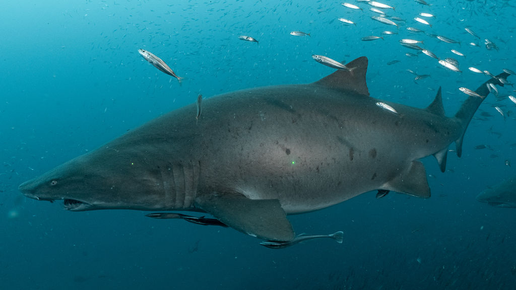 a96359ee-84f7-491d-a61a-84754828a045