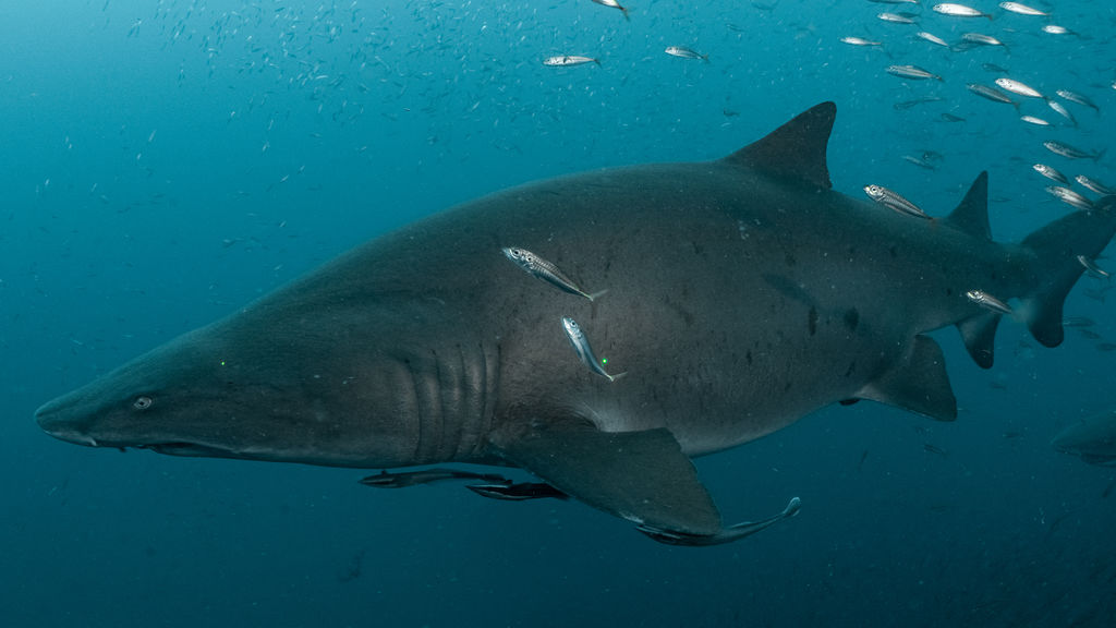 a96359ee-84f7-491d-a61a-84754828a045