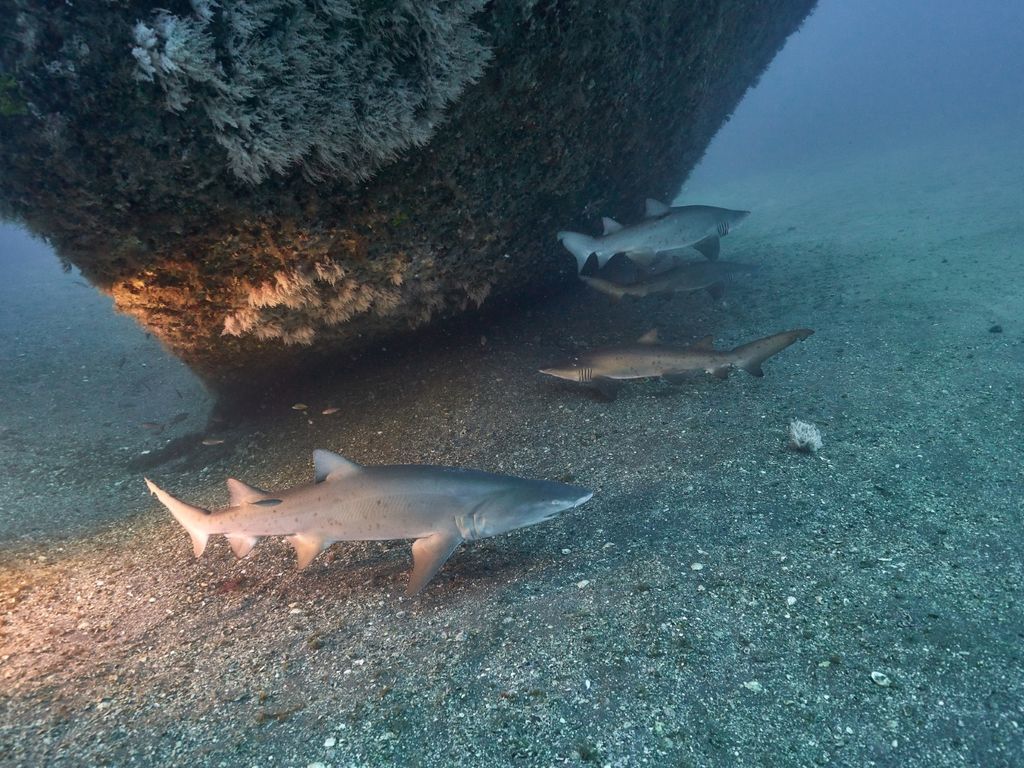 0d05a2e2-e35f-412b-b48d-6e3a58245b3e