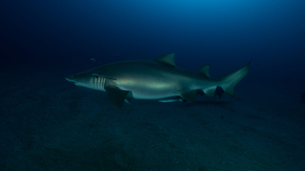 7457ea91-4928-4b16-87a6-e73ca5422417