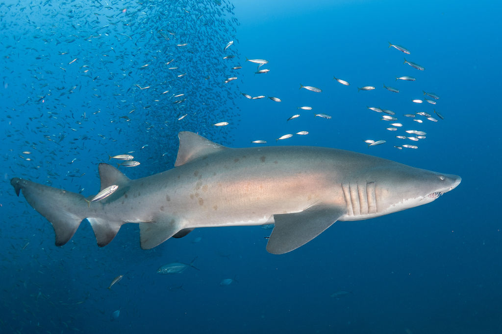 ddbe576b-4d3b-45cf-aa04-187027e49a70