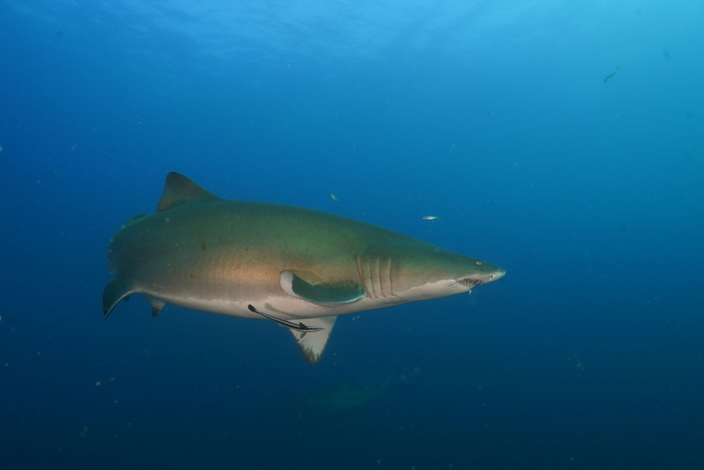 e33aae30-fac5-4fad-960f-569233747246