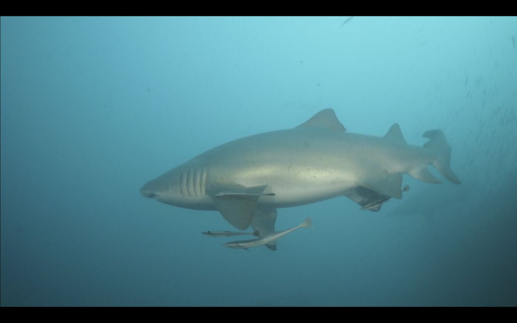 a466c8e2-cde1-4d05-81de-9676f6cf928f