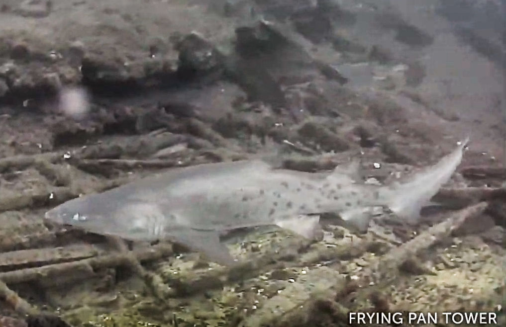 27fcee03-d574-4724-84dd-650d302912fa