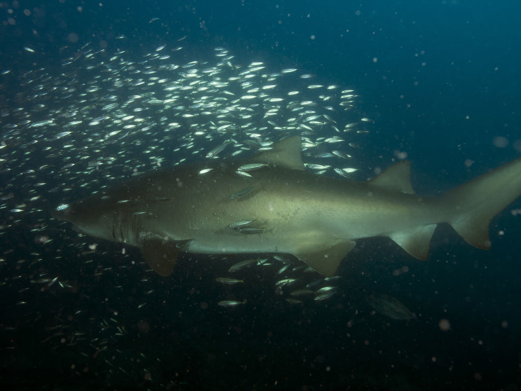 ef5e20cf-1585-4701-a0b6-3a12d9238620