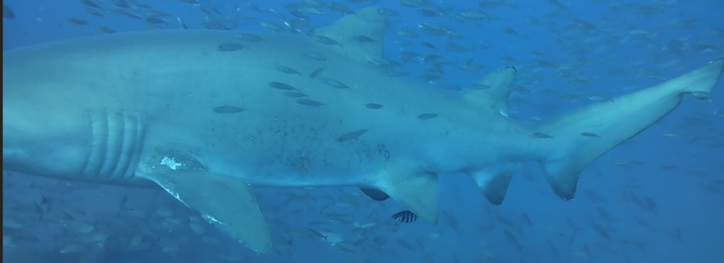 6e388ded-8e8f-43ed-9b3d-02d362bcae90