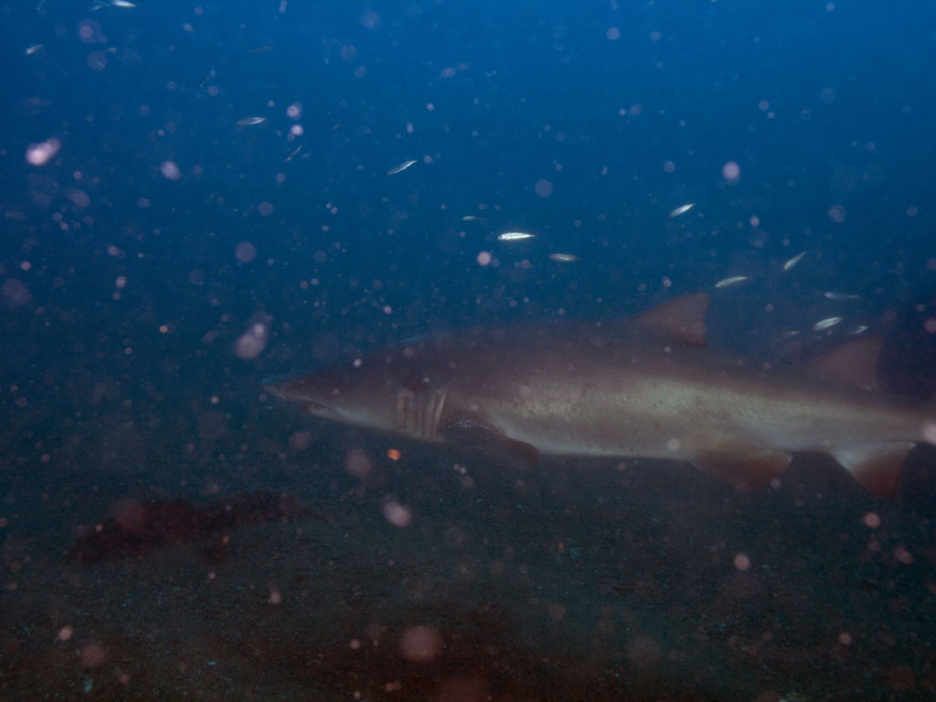 226d5af1-9157-4667-99de-23fada969db4