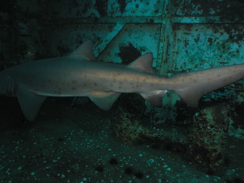 955e50fa-85e1-443c-85ad-f941501c4262