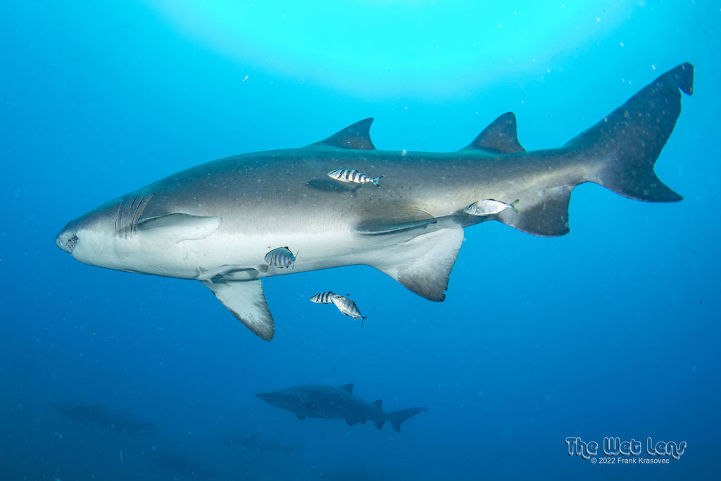 143451b2-6854-478e-a12e-69712bed704c