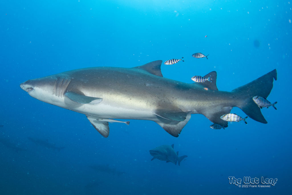 143451b2-6854-478e-a12e-69712bed704c