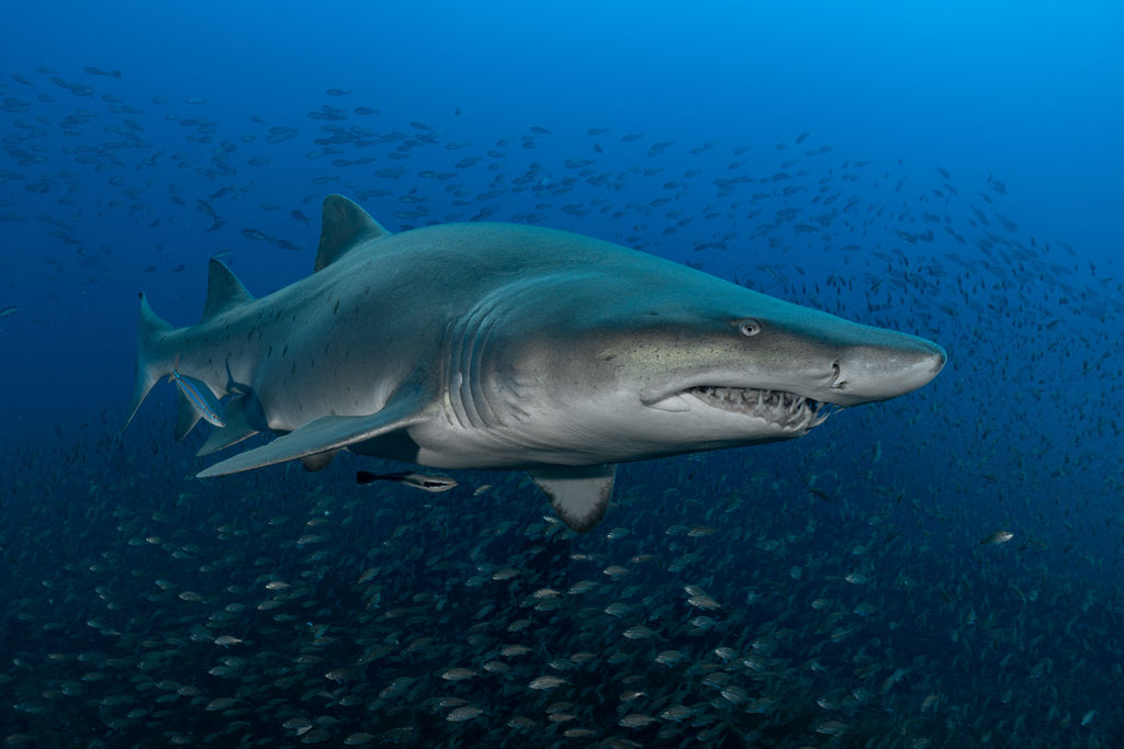 018ffde9-76c4-4a24-97b1-15748b588739