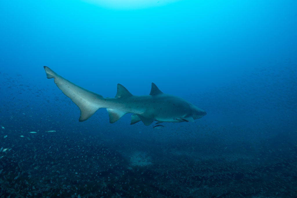 018ffde9-76c4-4a24-97b1-15748b588739