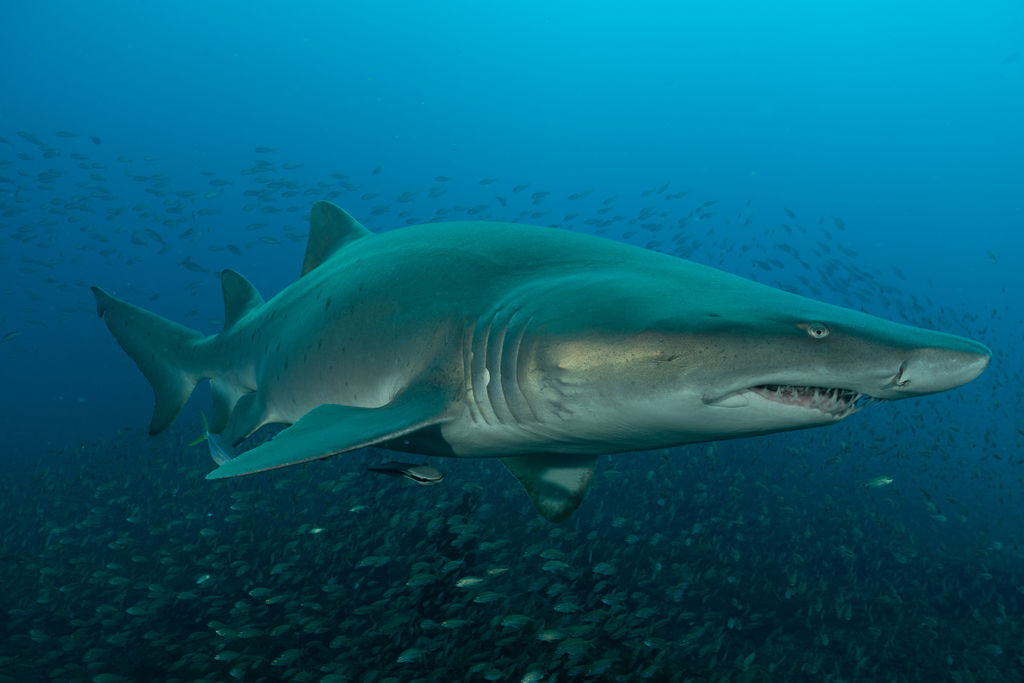 018ffde9-76c4-4a24-97b1-15748b588739