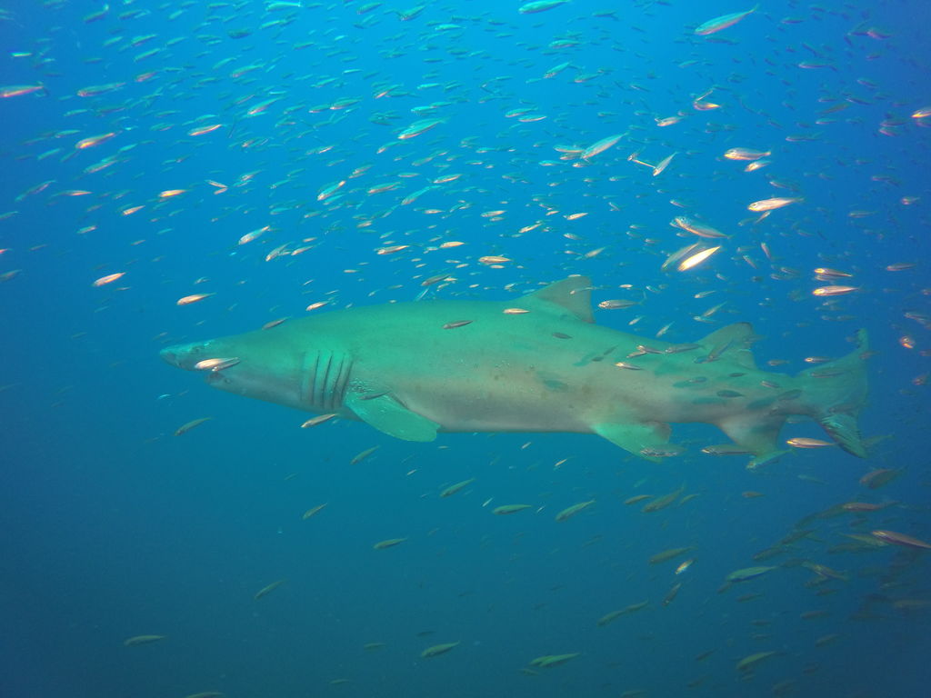 1a5257f8-dcb4-4bb0-b624-1a53949931d6