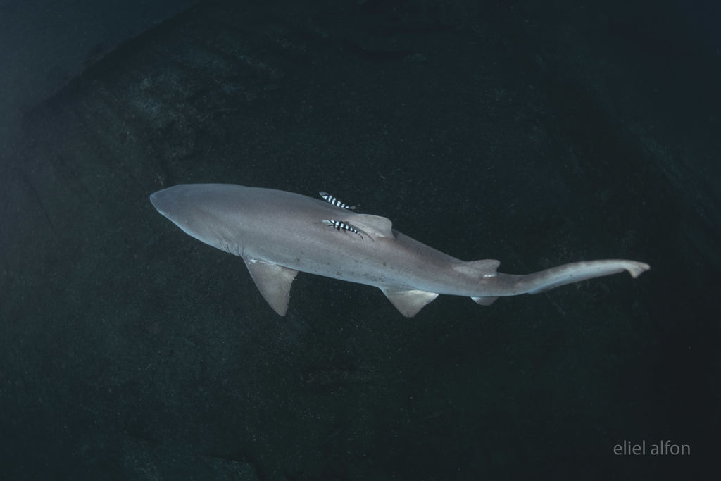 a37072ed-f7cf-44b5-8af1-9fee6c5907ec