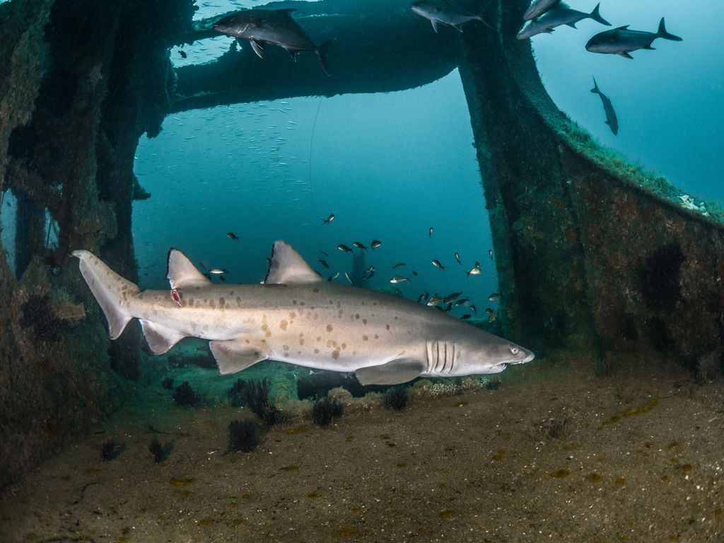 54fb0907-9ce7-4238-a9f4-b67361c6689a