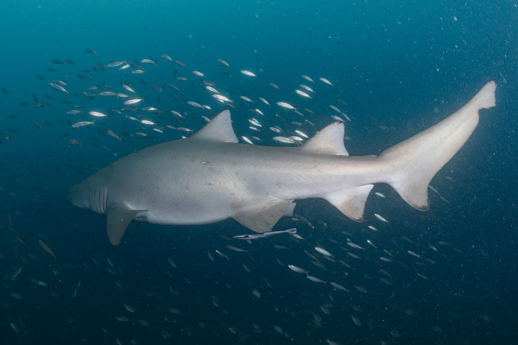 bf02d391-c35e-4c07-bb13-d7641bc23493