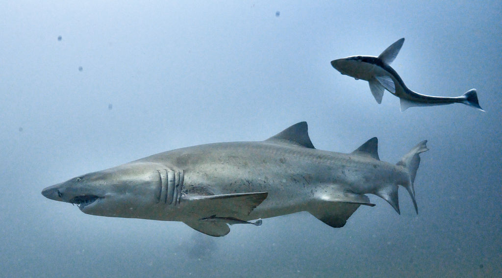 a07be03f-4d4b-437f-baa1-e4c1cd2ee292